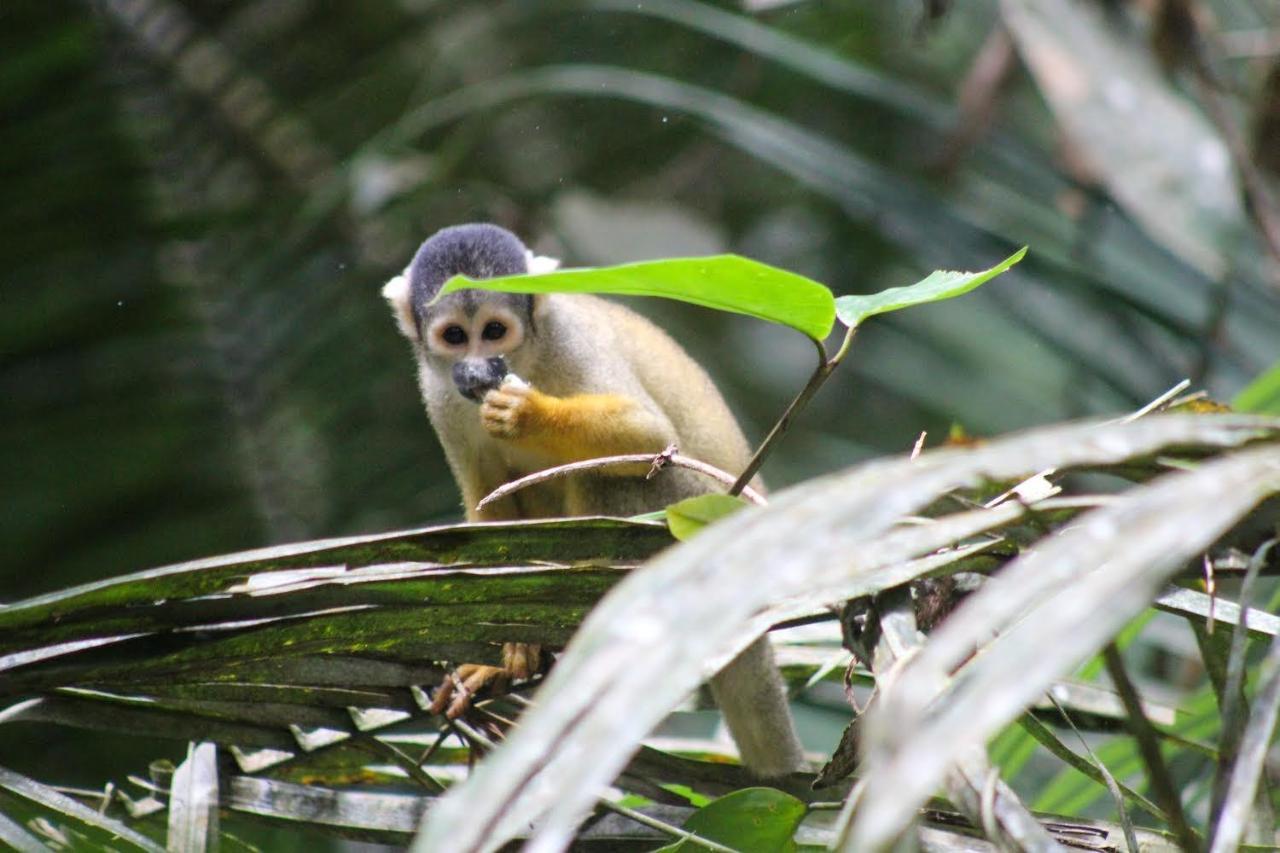 Tronco Tambopata Adventure Hotel Puerto Maldonado Kültér fotó